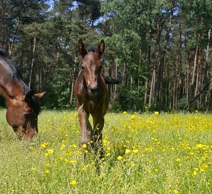 Unterstützung in der Fohlenzeit?🐴💪🏻