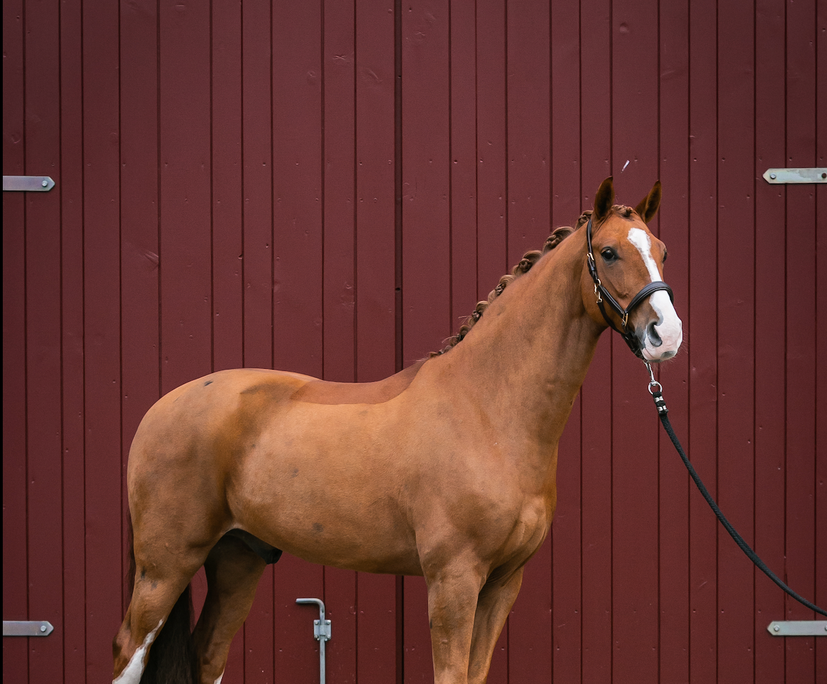 Pferdehaltung im Fokus: Offenstall, Boxenhaltung oder Weide? 🐴🌿🏠